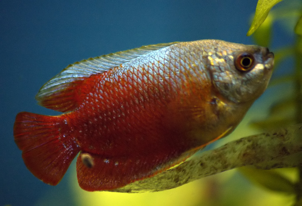 Sunset Dwarf Gourami