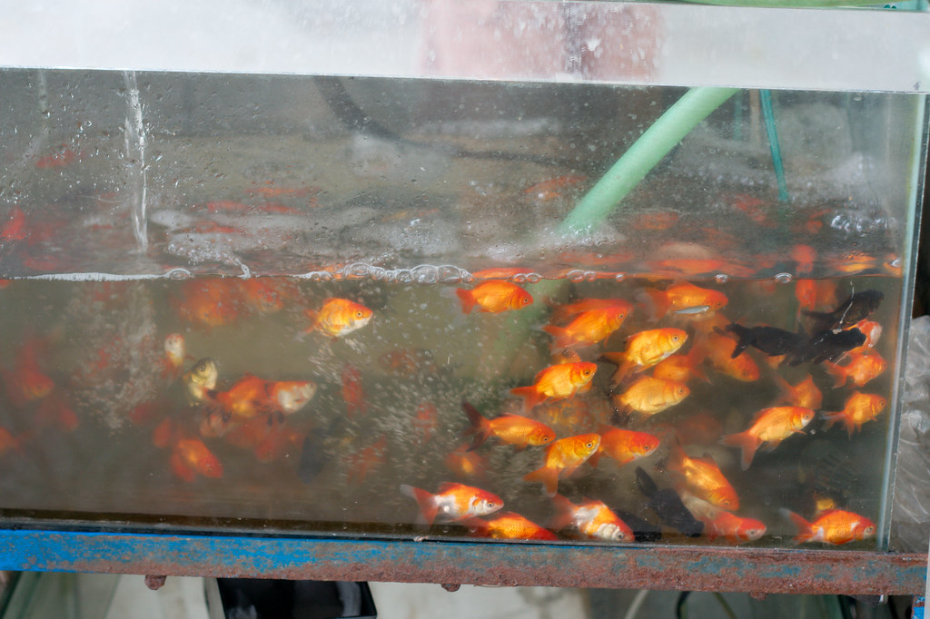 Badly cleaned fishtank