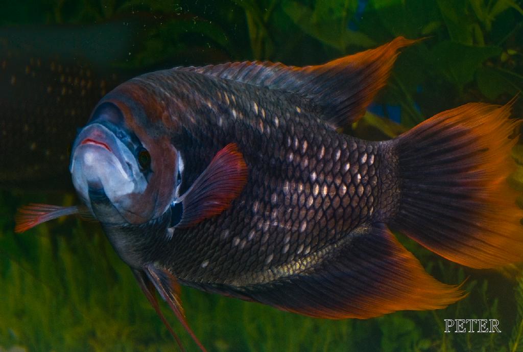 Red Tail Giant Gourami