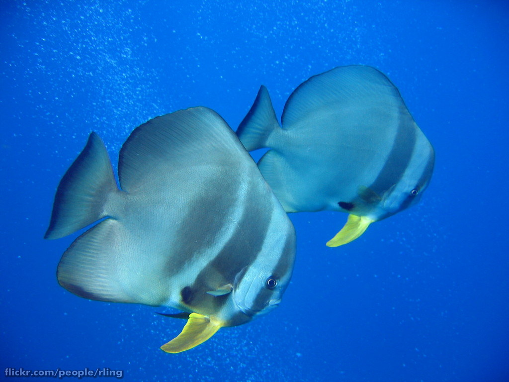 Teira Batfish