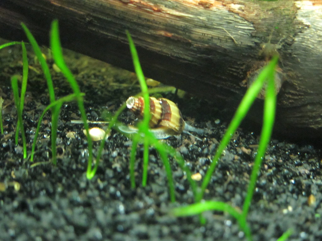 Assassin Snails