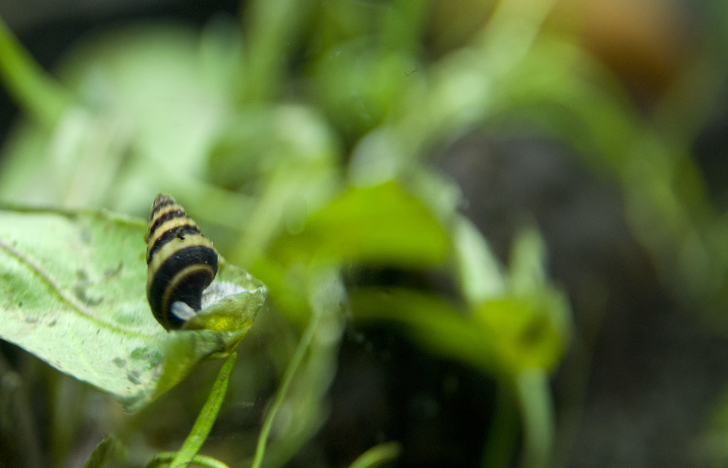 Assassin snail