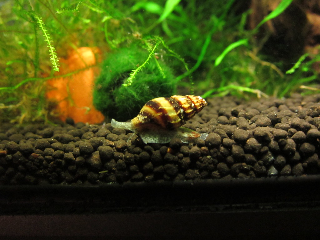 Assassin Snail