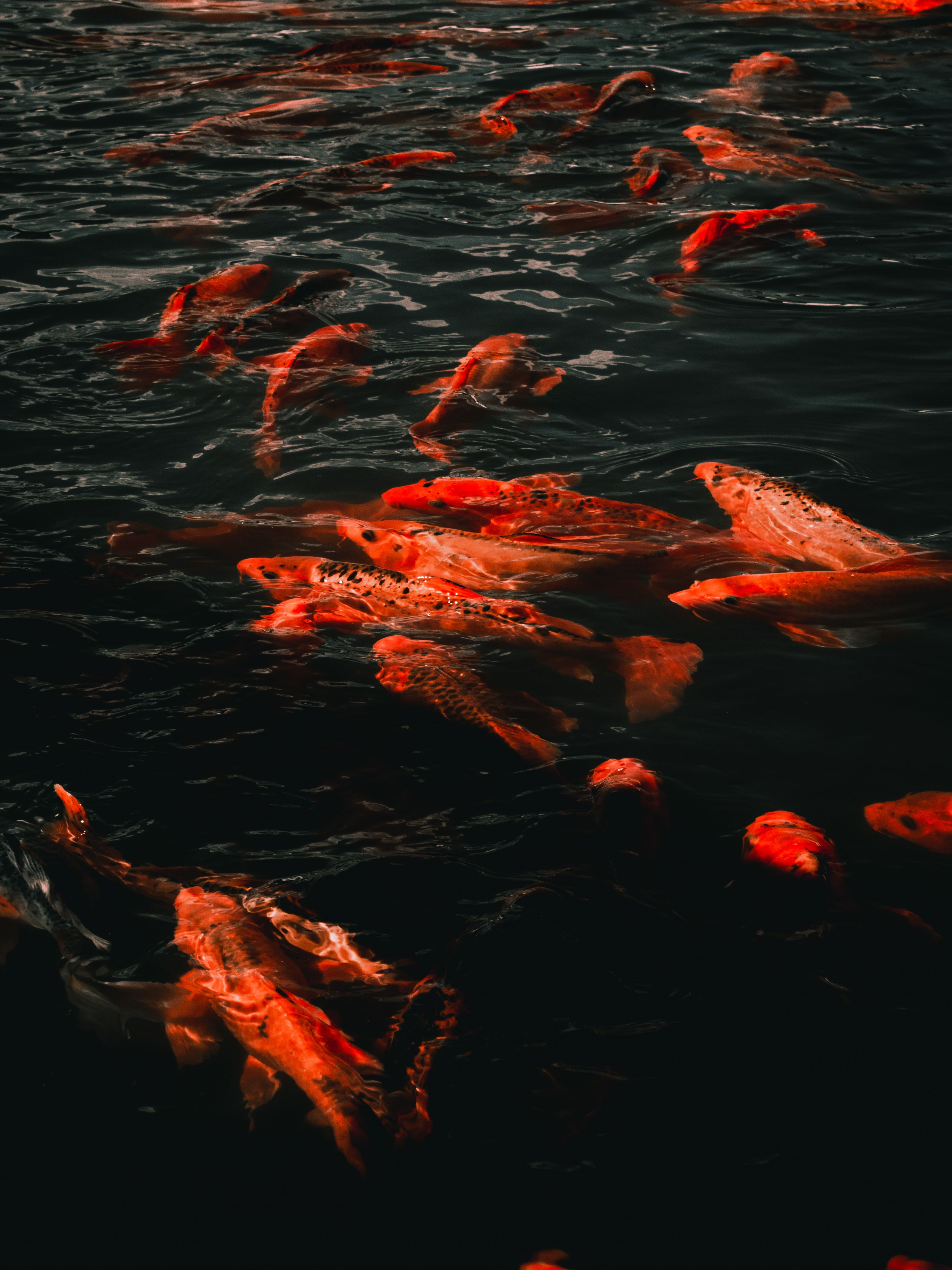 A group of colorful koi fish swimming in dark water in Mexico City.