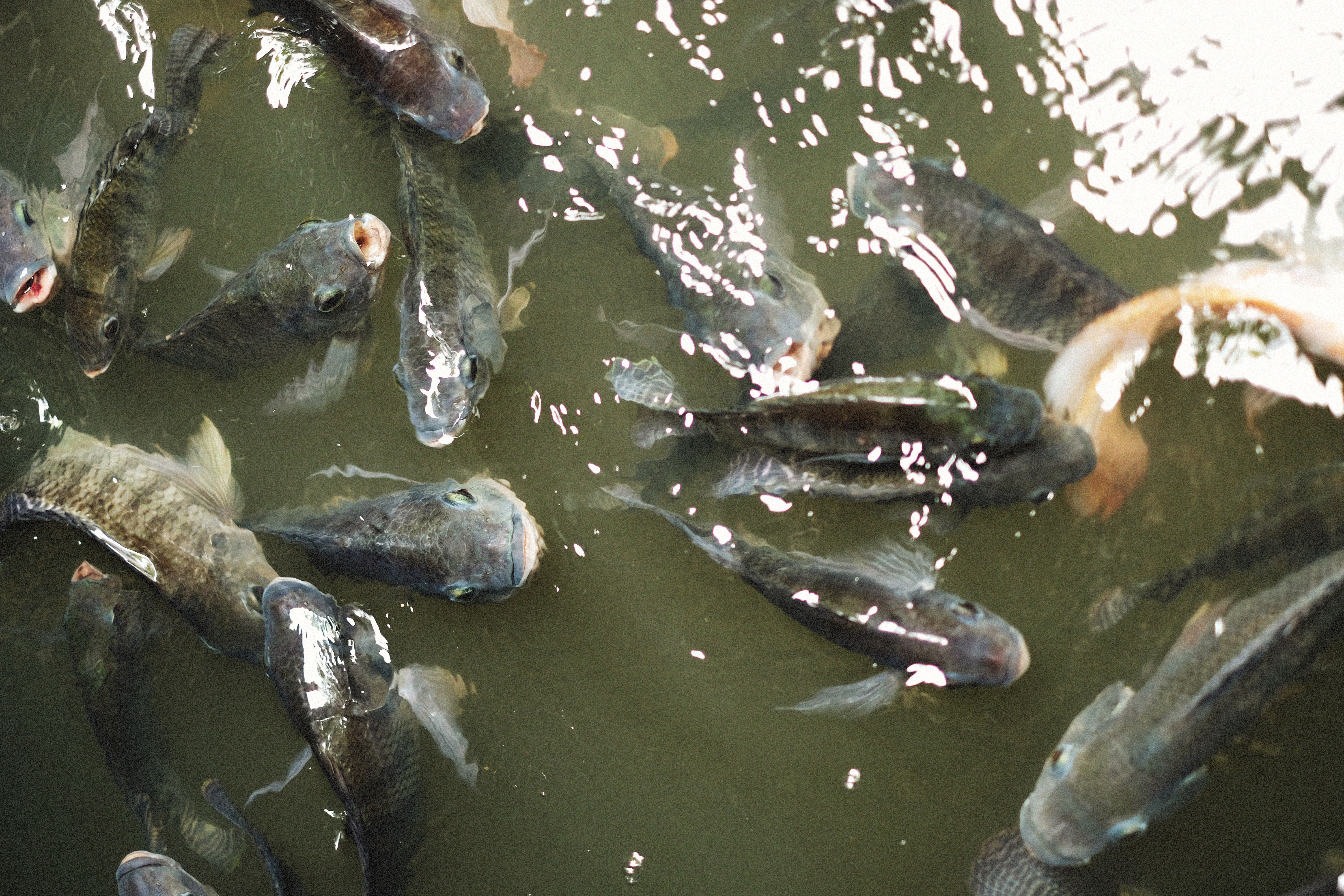 A vibrant close-up of various fish swimming in a pond, showing their natural behavior.
