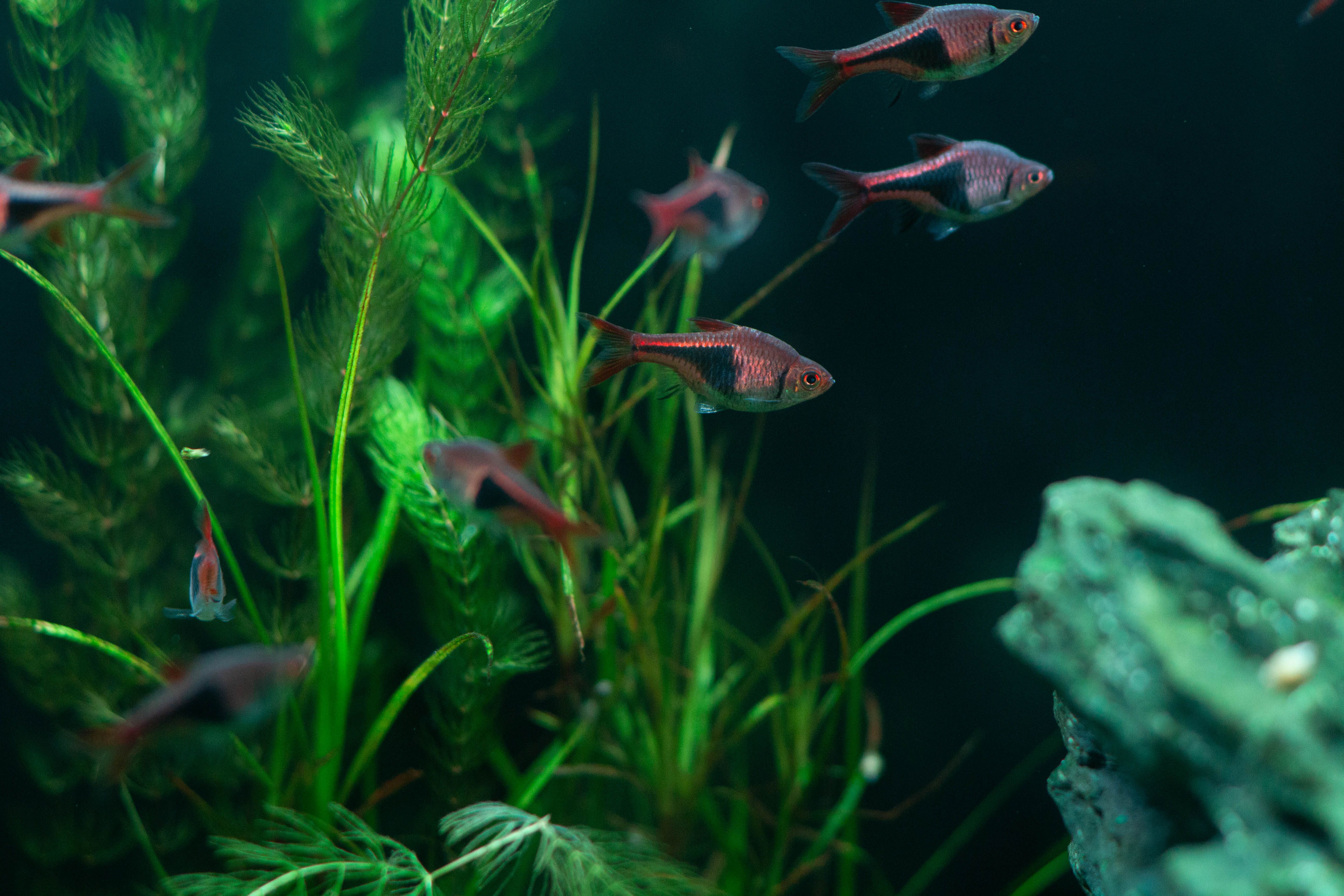 Vibrant aquarium fish swimming among lush green plants in a freshwater tank.