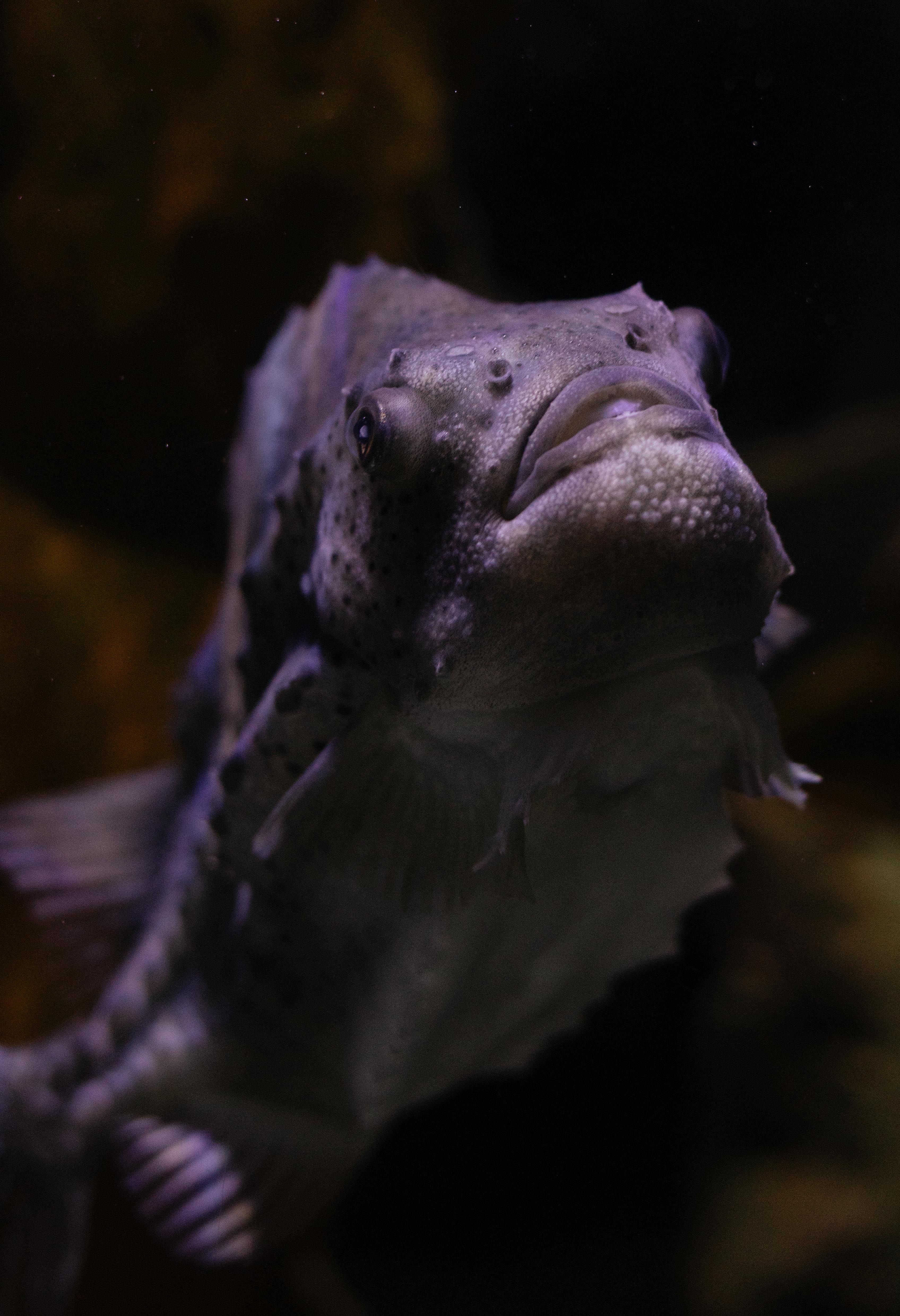 Vertical shot of a Cyclopterus (Lumpfish) swimming in an aquarium, showcasing its features.