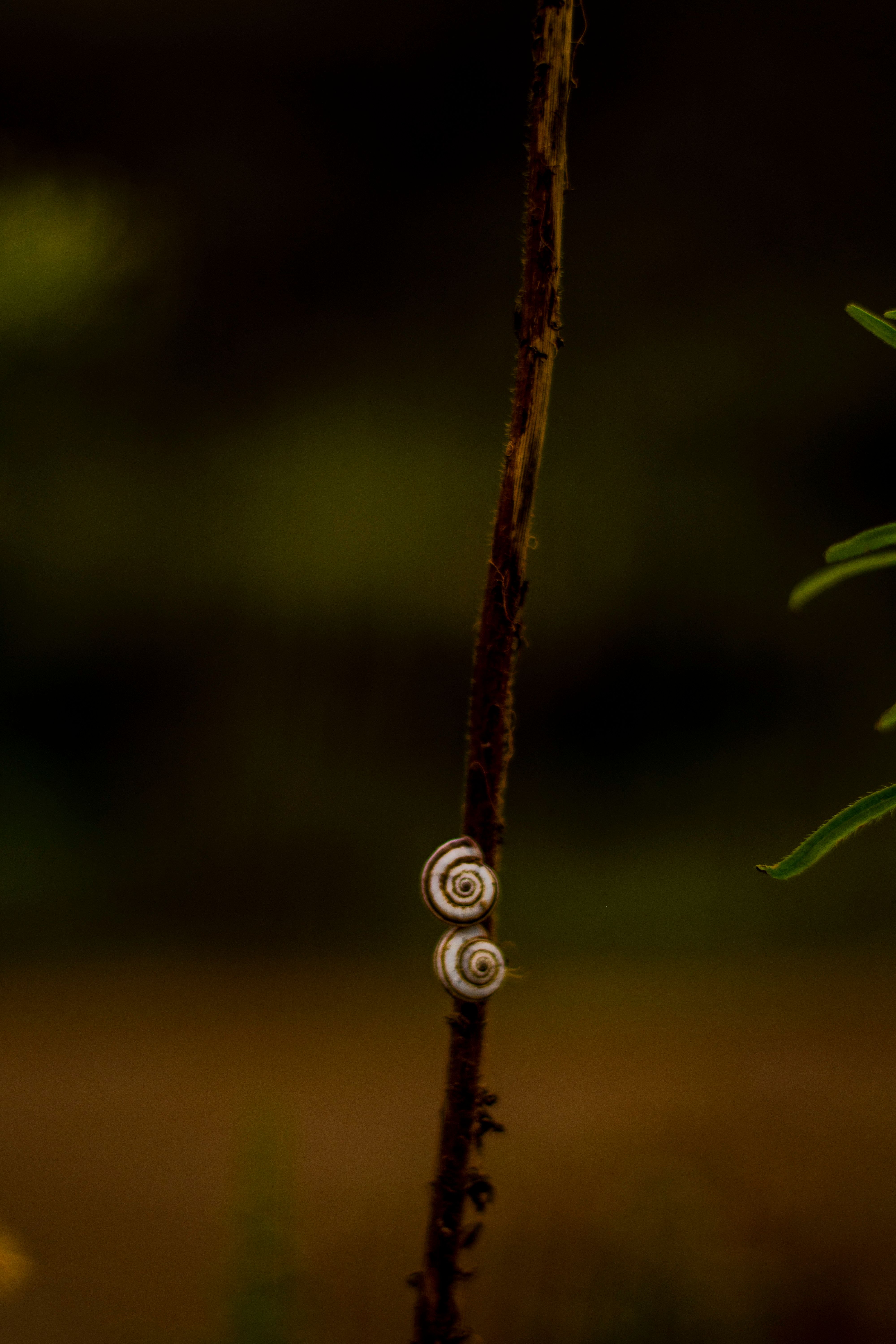 Two snails slowly climbing a stick against a blurred natural background.