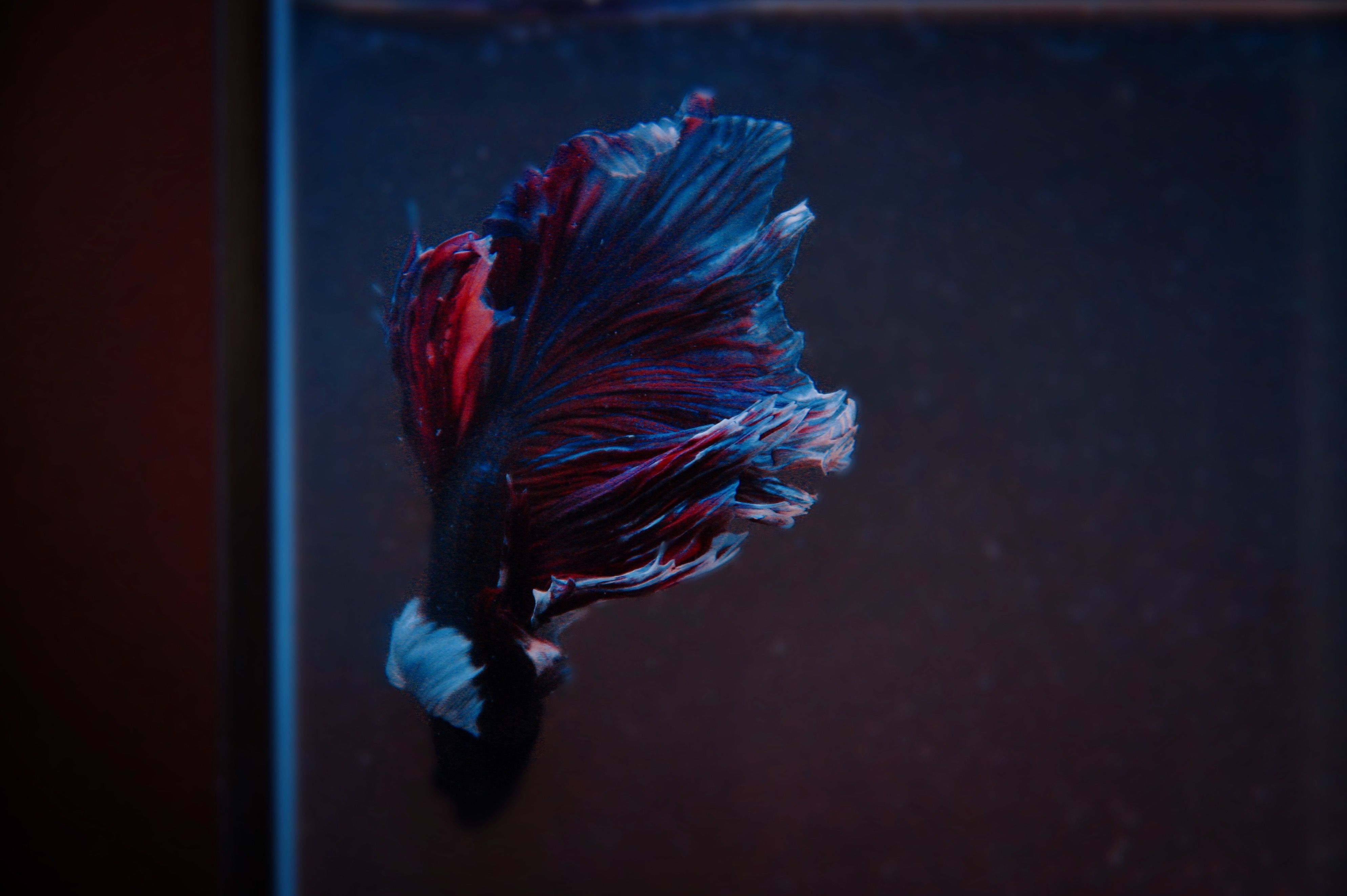Close-up of a vibrant Siamese fighting fish displaying its colorful fins in an aquarium.