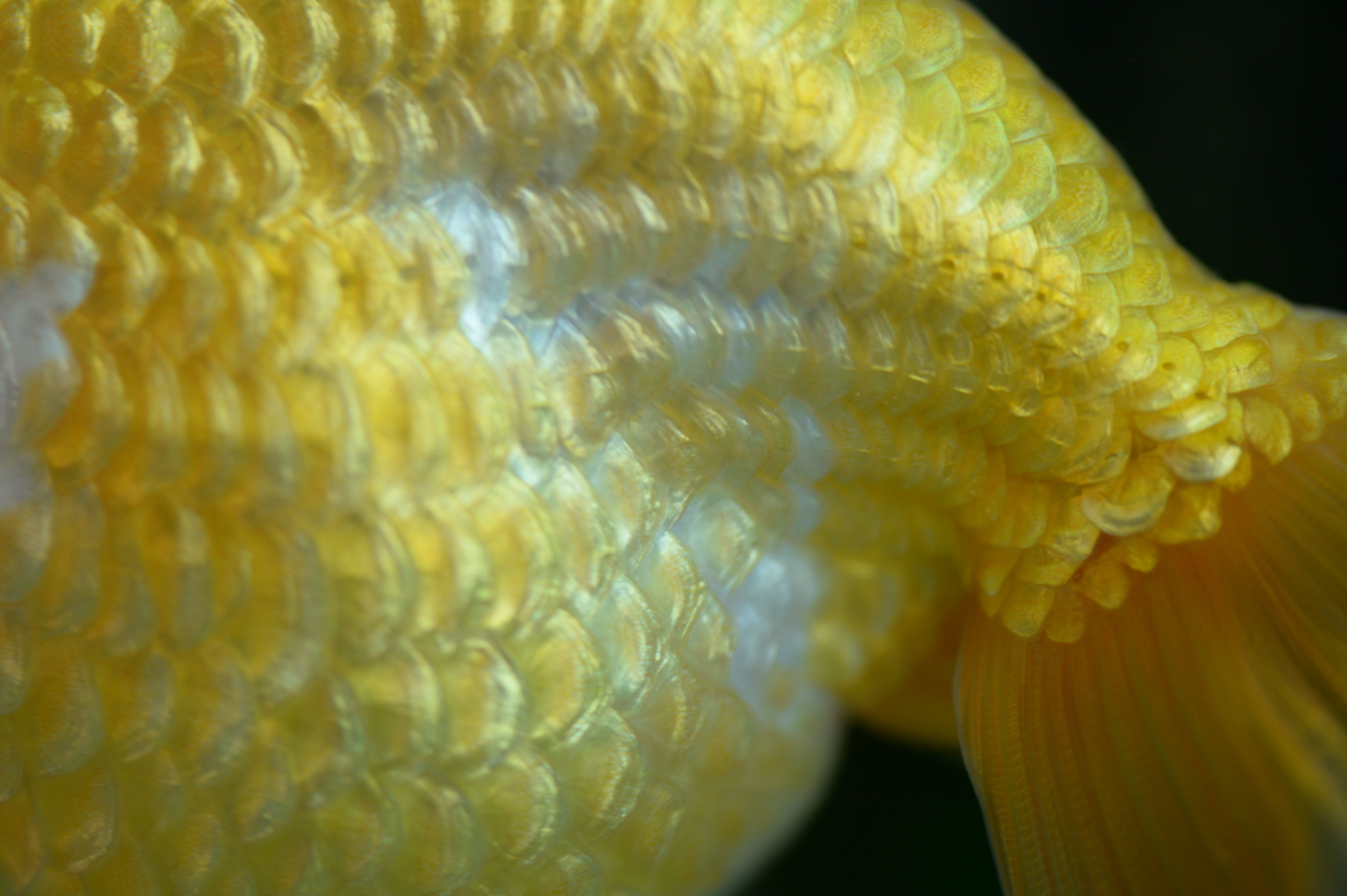 Detailed close-up of yellow fish scales and fins showcasing texture and color.
