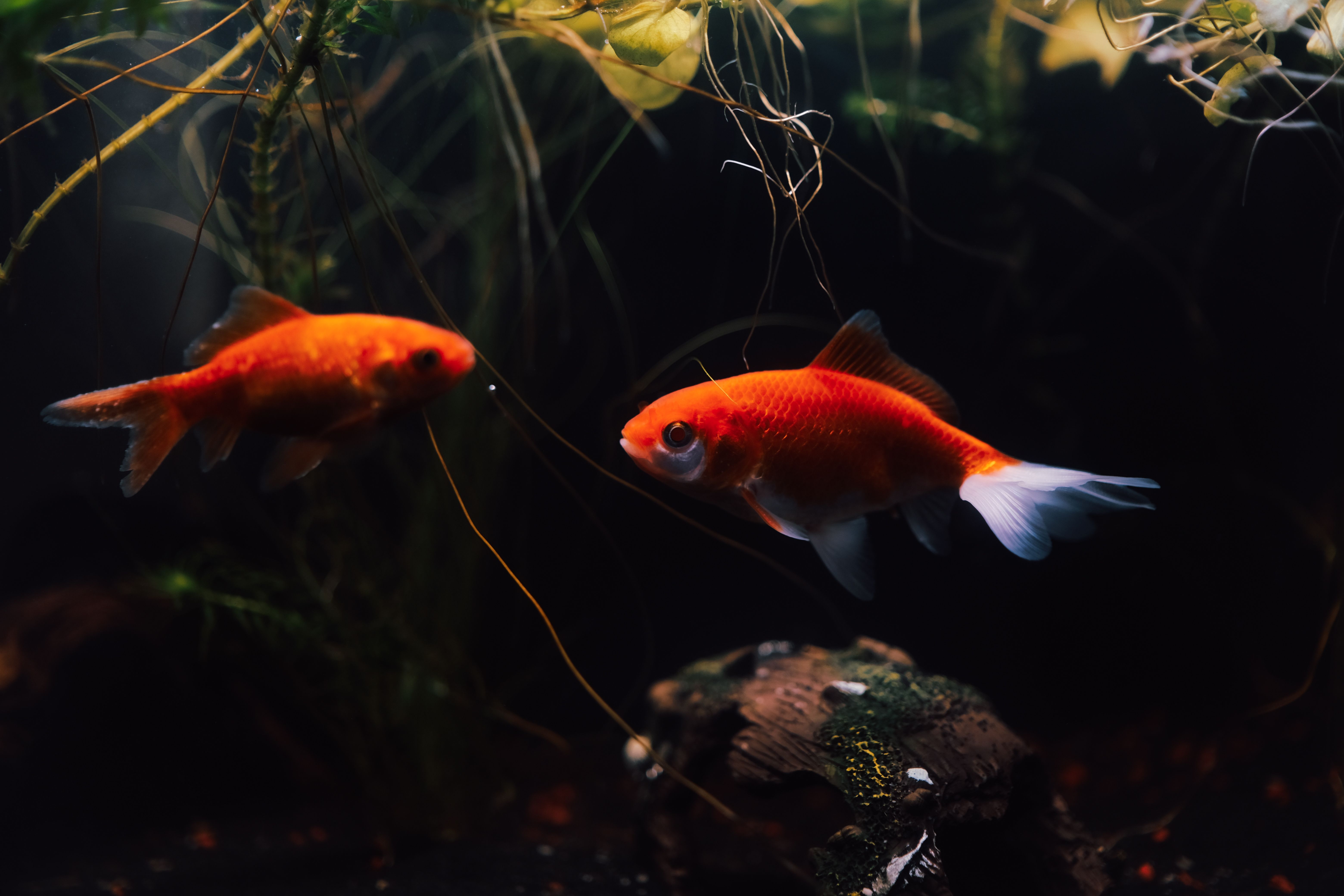 Two bright goldfish swimming gracefully in a richly planted aquarium.