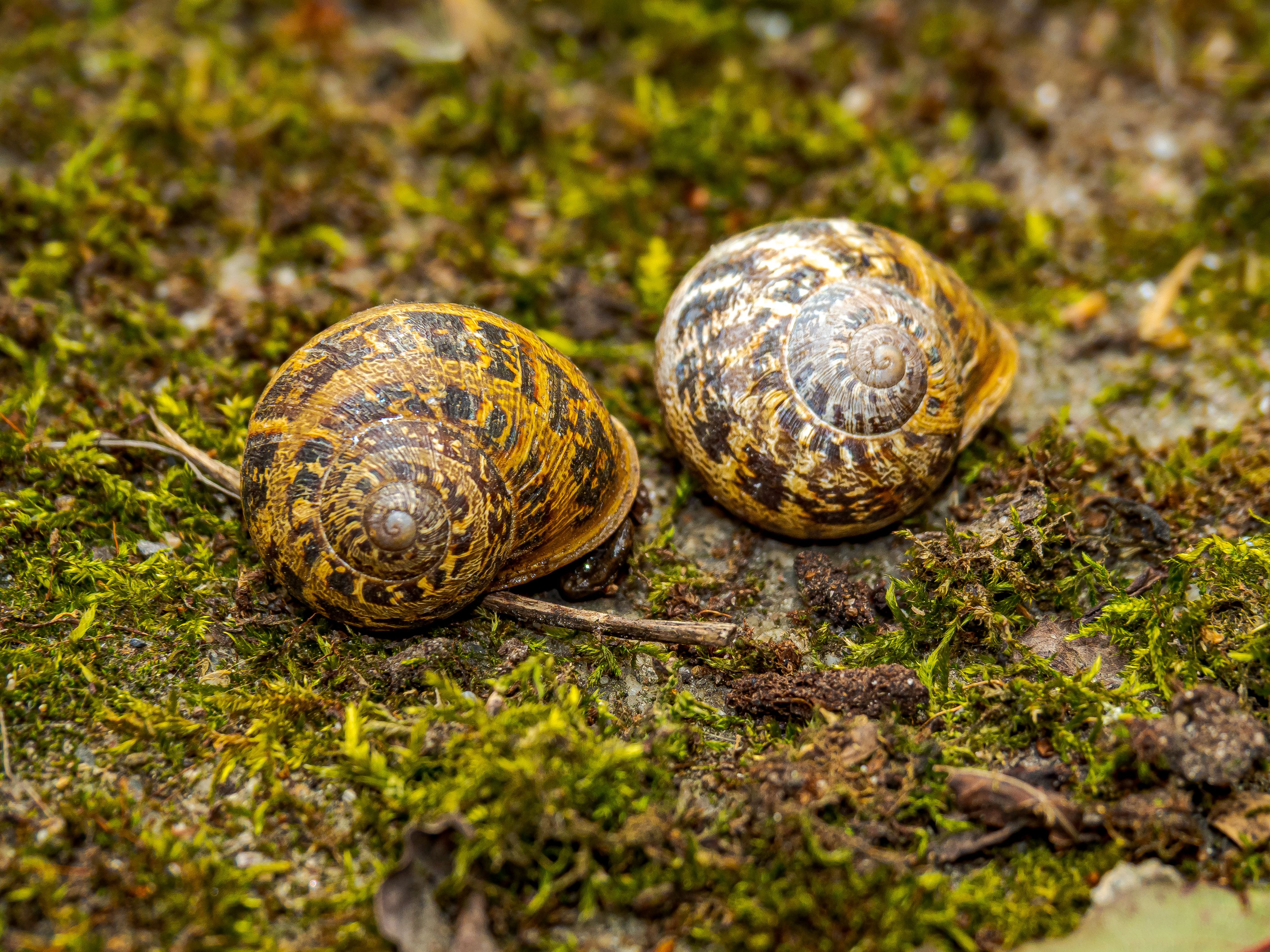 Two snails resting on a mossy surface, captured in Coesfeld, Germany.