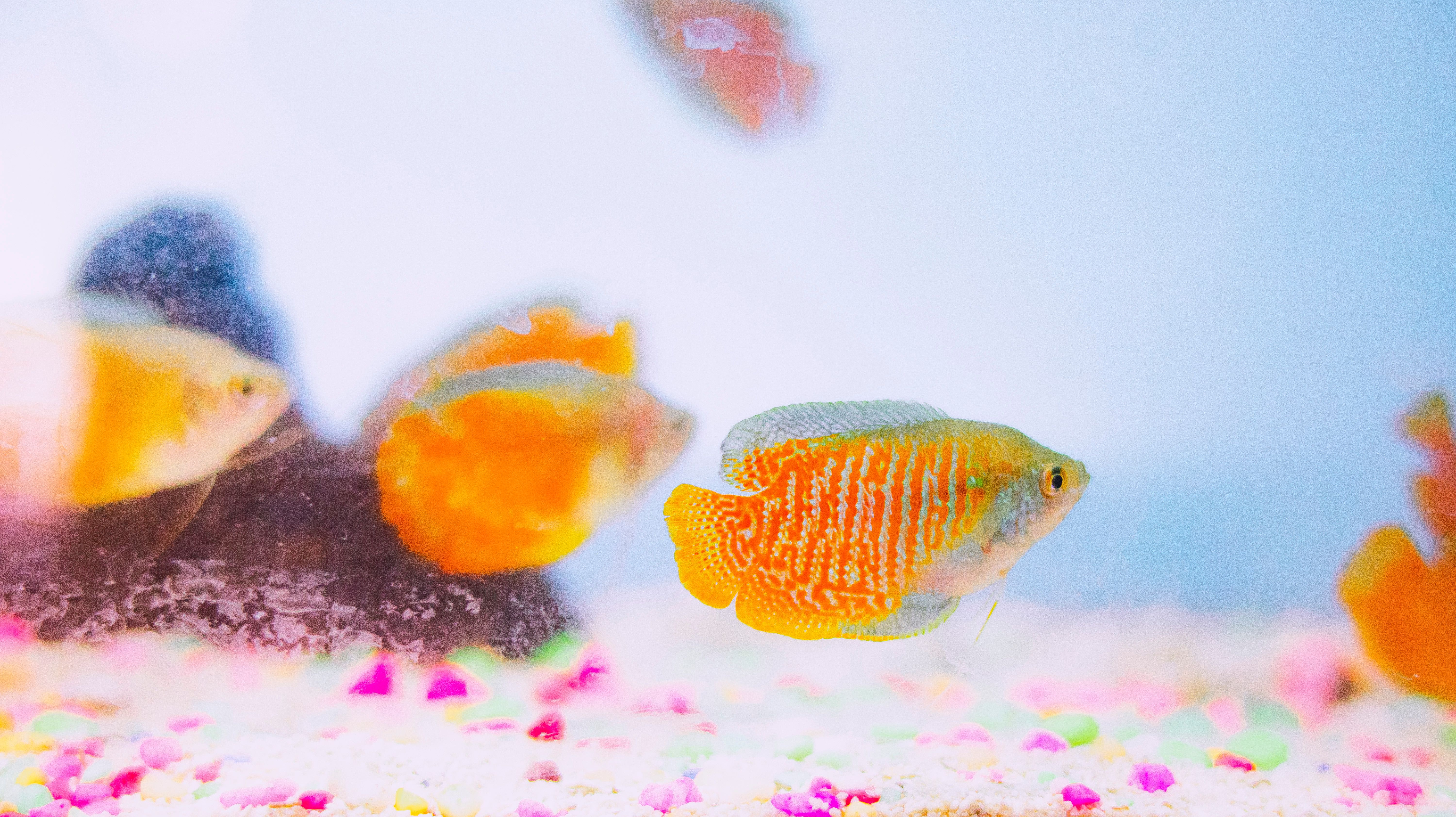 Small bright yellow Colisa lalia fishes floating in transparent water in aquarium with corals