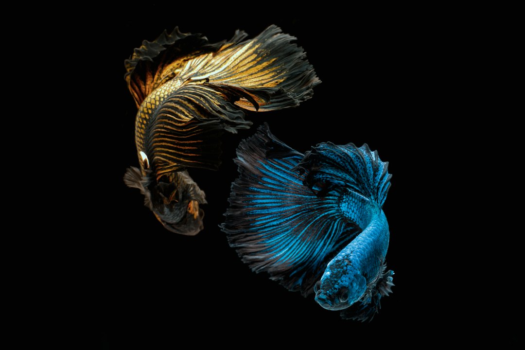 can you put a male and female betta fish together