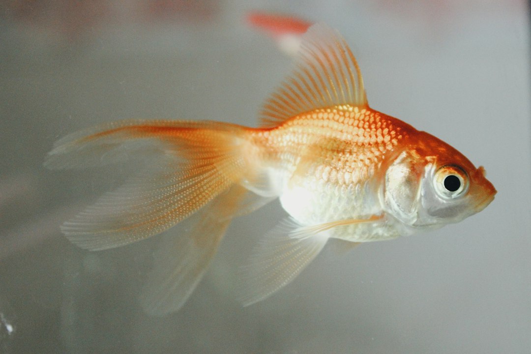 white cloud minnow tank mates