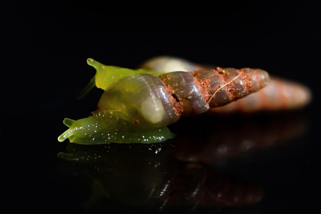 will assassin snails eat nerite snails
