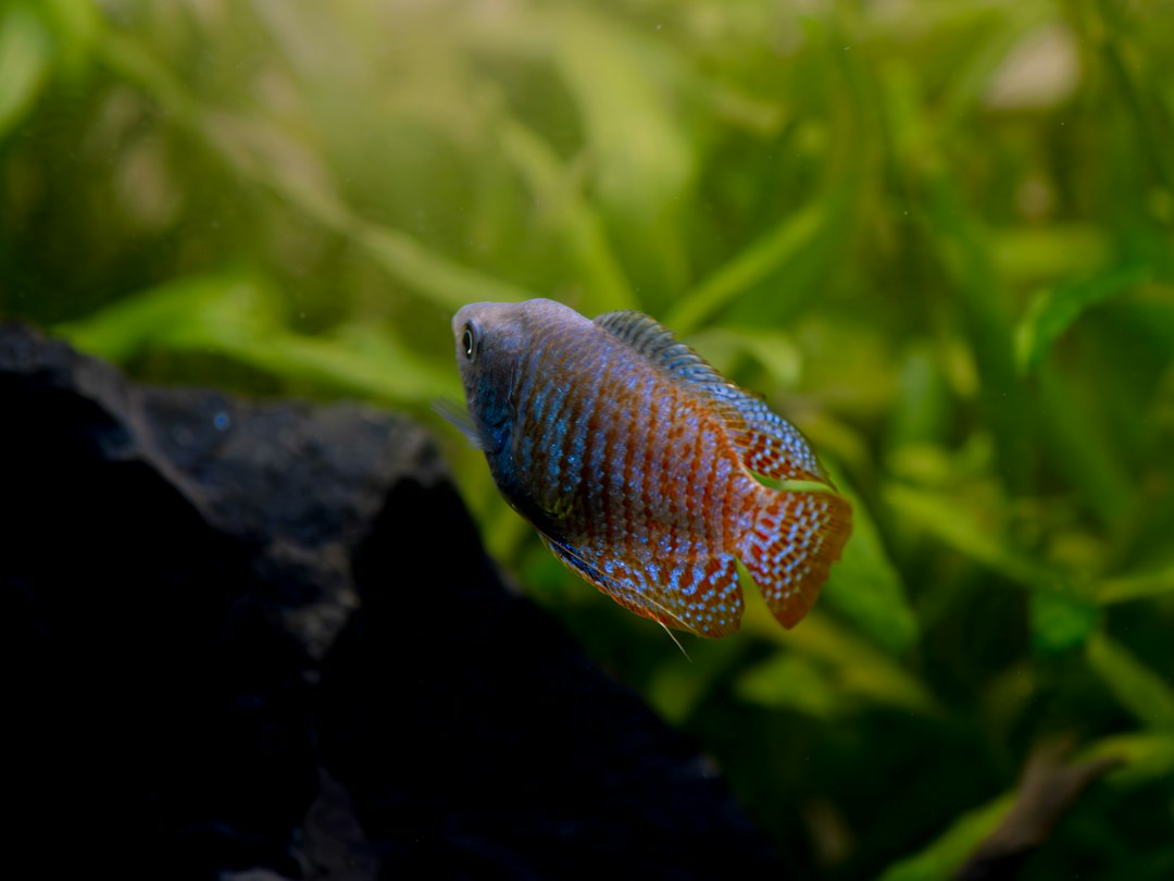 female flame dwarf gourami