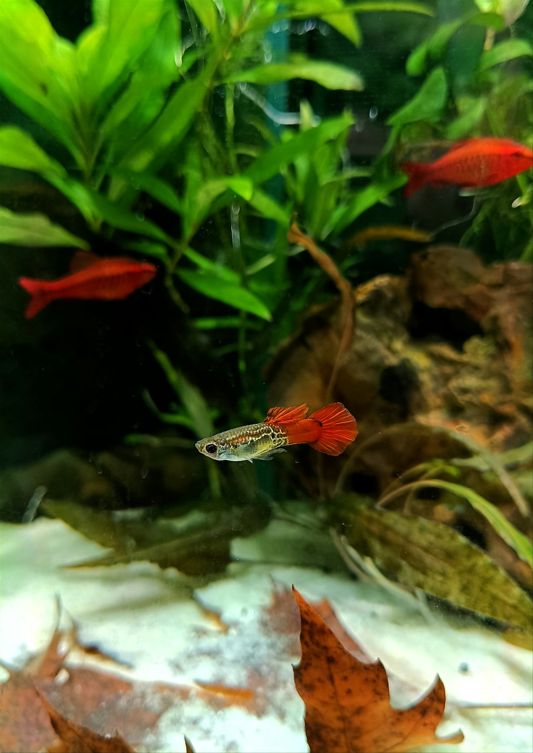 can guppies live with tetras