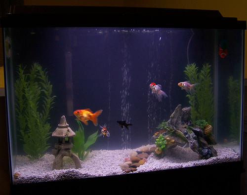 my tank just cleaned