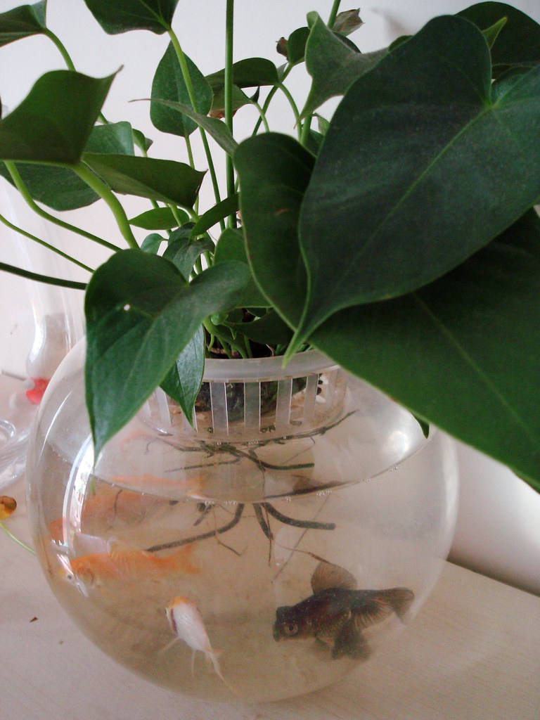 Container Gardening in Beijing