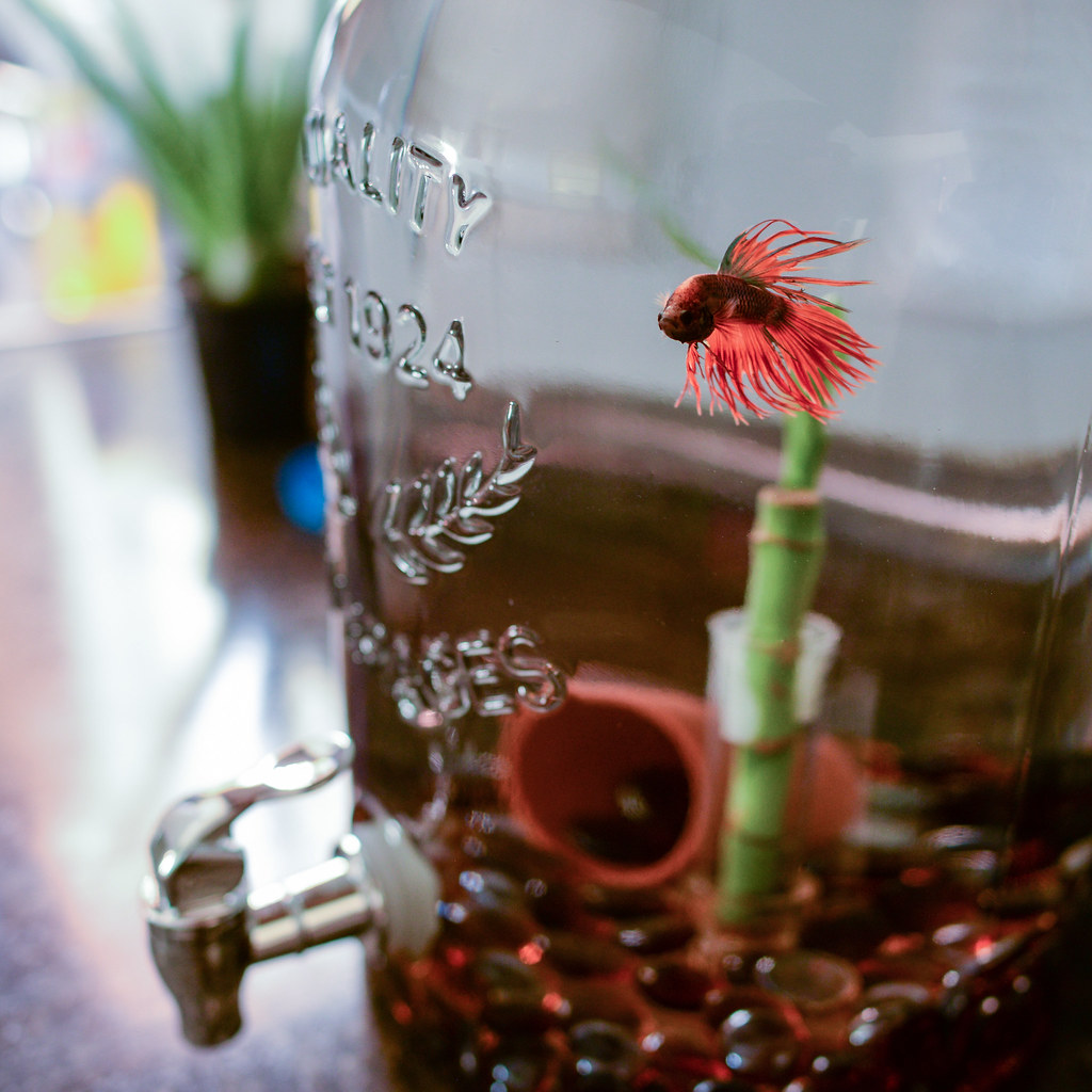 170508-betta-fish-ice-tea-tank.jpg