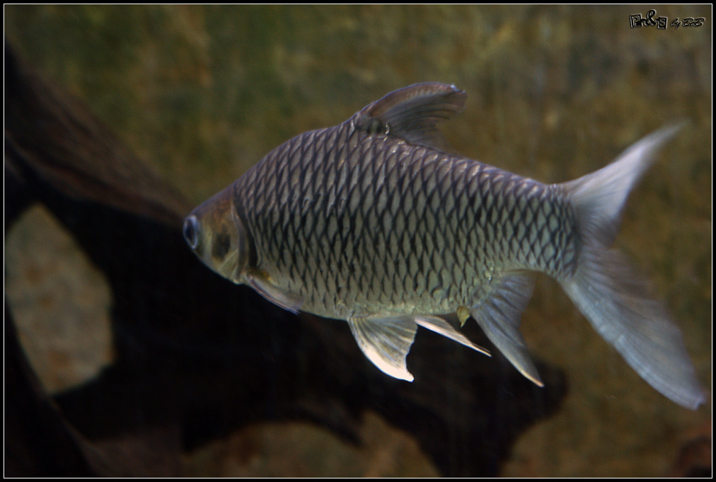 Tinfoil Barb (Barbonymus gonionotus)