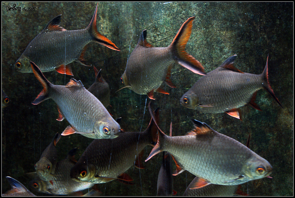 Red-tailed Tinfoil Barb (Barbonymus altus)