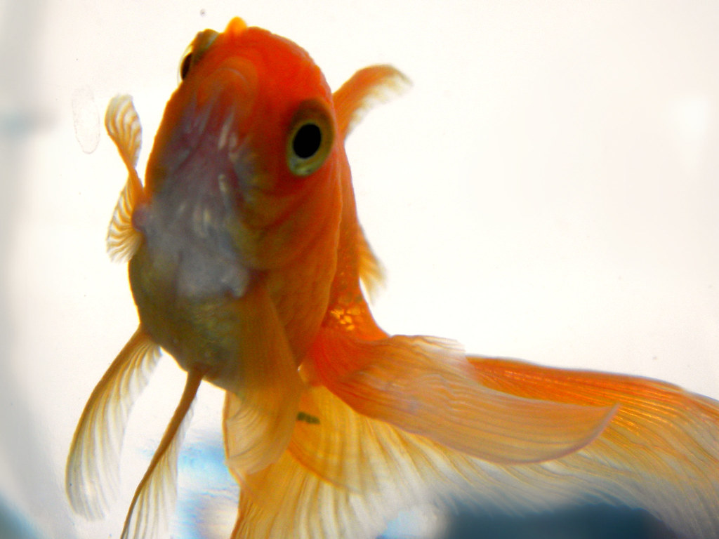 Fish
