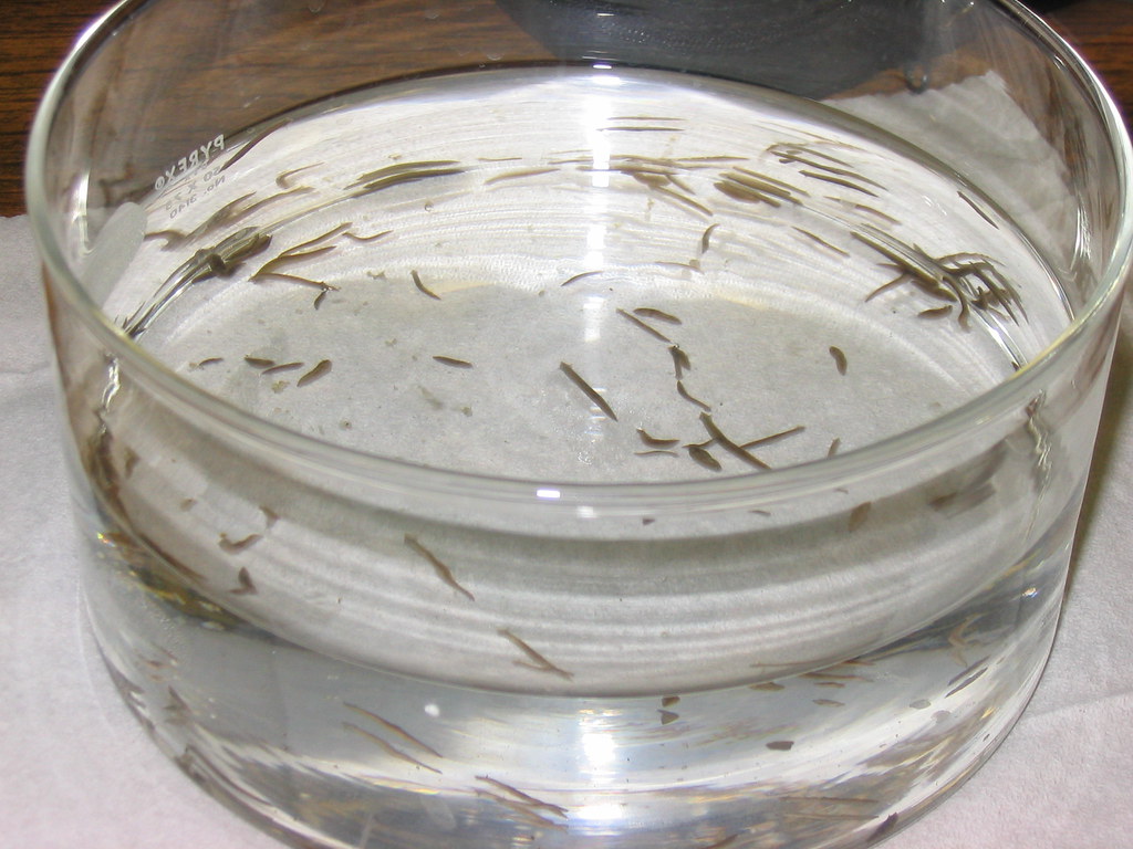 planaria