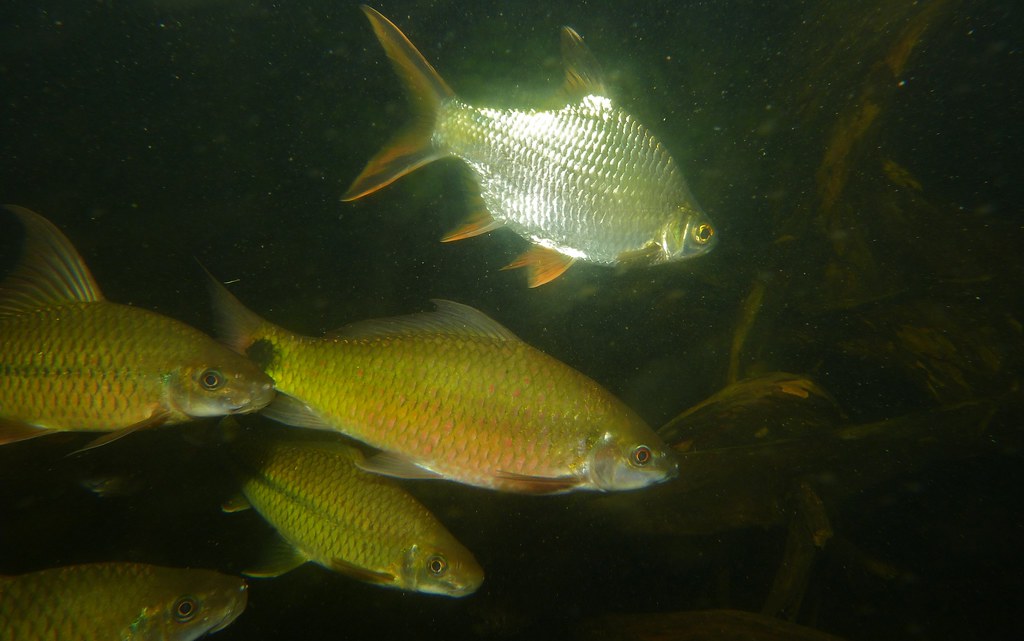 Tinfoil Barb (Barbonymus schwanenfeldii), Rong (Osteochilus waandersii), and Beardless Barb (Anematichthys apogon)