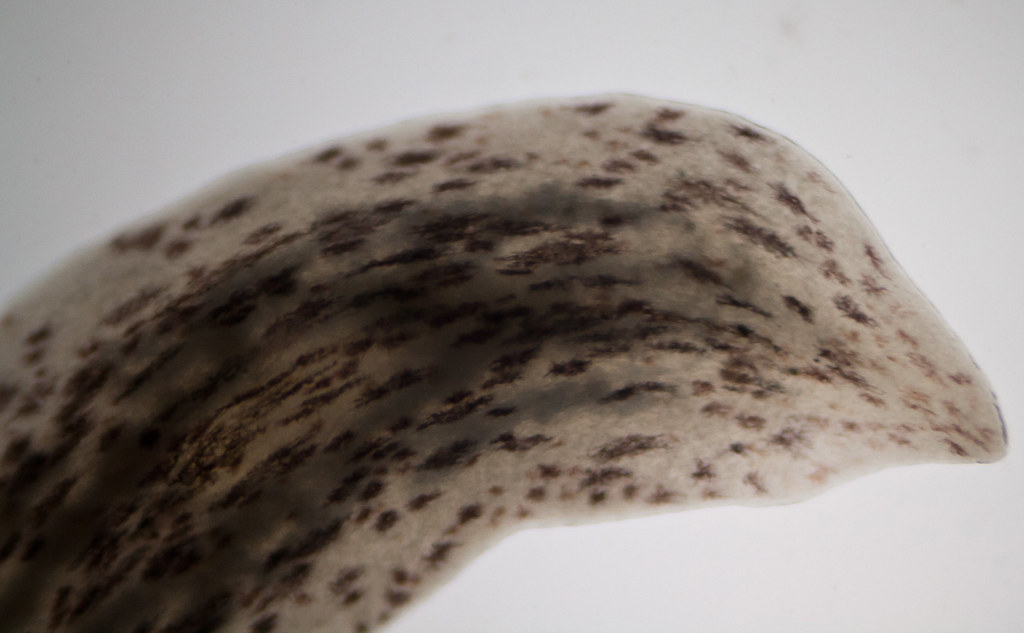 Planaria
