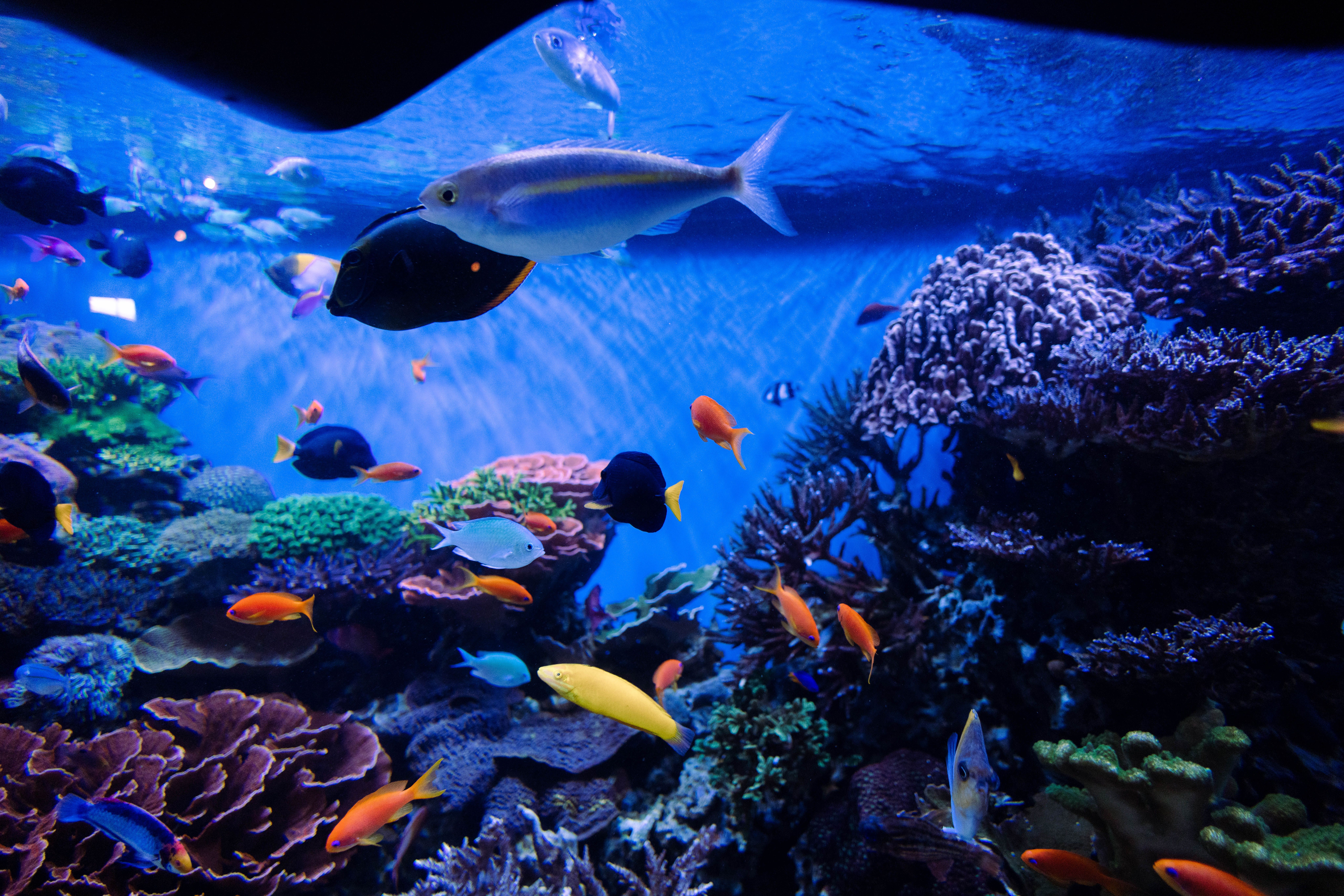 Colorful fish and corals in a vibrant aquarium setting.