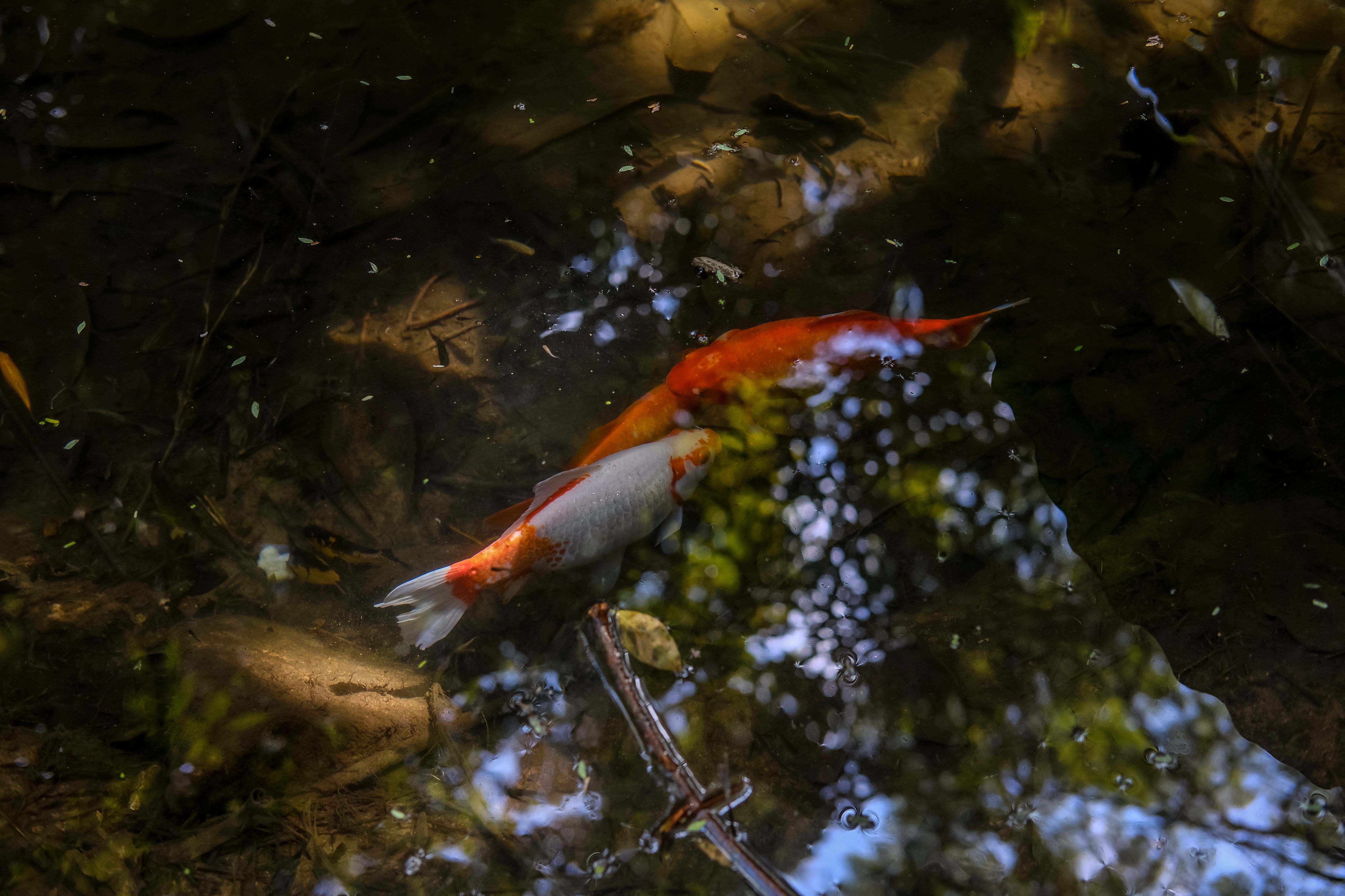 Two vibrant koi fish in a serene pond with natural reflections.
